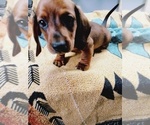 Small Photo #8 Dachshund Puppy For Sale in COFFEYVILLE, KS, USA