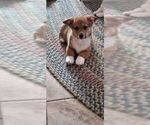 Puppy Stewart Pembroke Welsh Corgi