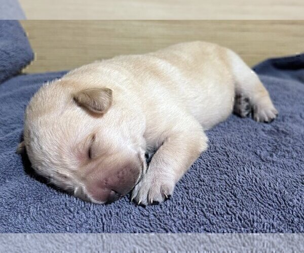 Medium Photo #37 Labrador Retriever Puppy For Sale in HIGH POINT, NC, USA
