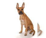 Small #2 Mutt