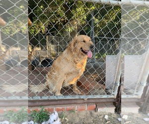 Golden Retriever Puppy for sale in THOUSAND OAKS, CA, USA