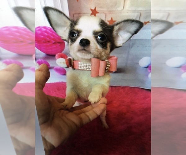 Medium Photo #5 Chihuahua Puppy For Sale in TRACY, CA, USA