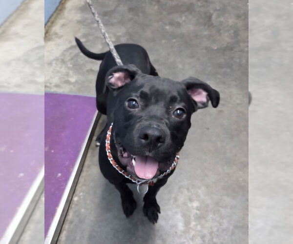 Medium Photo #1 Bullboxer Pit Puppy For Sale in Evansville, IN, USA