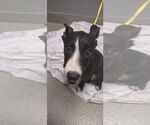 Small American Pit Bull Terrier Mix