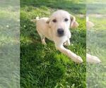 Small Photo #6 Labrador Retriever Puppy For Sale in CALDWELL, ID, USA