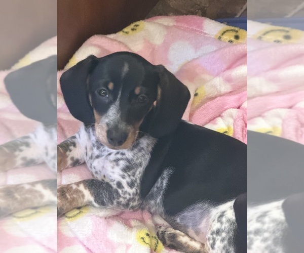 Medium Photo #1 Dachshund Puppy For Sale in NEW LONDON, MN, USA