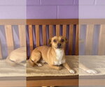 Small #1 Chihuahua Mix
