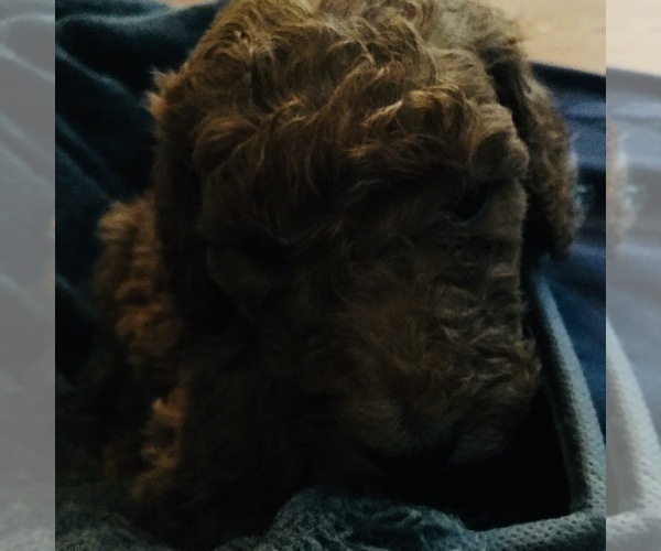 Medium Photo #2 Goldendoodle Puppy For Sale in HUNTINGTON, IN, USA