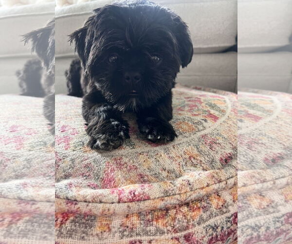 Medium Photo #4 Shih Tzu Puppy For Sale in St. Louis Park, MN, USA