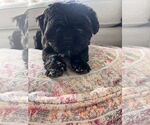 Small #3 Shih Tzu