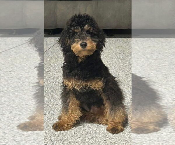 Medium Photo #1 Poodle (Miniature) Puppy For Sale in Fort Wayne, IN, USA