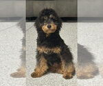 Small Poodle (Miniature)