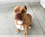 Small #1 American Pit Bull Terrier