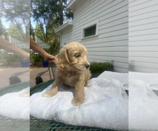 Medium Photo #2 Goldendoodle mix (+ Poodle Standard) Puppy For Sale in SAN JOSE, CA, USA