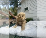 Florence - Female Goldendoodle mix (+ Poodle Standard) Puppy for Sale - Photo #2