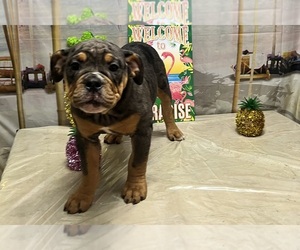 Olde English Bulldogge Puppy for sale in LORAIN, OH, USA