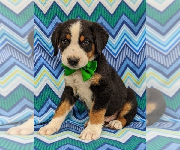 Medium Photo #5 Greater Swiss Mountain Dog Puppy For Sale in AIRVILLE, PA, USA