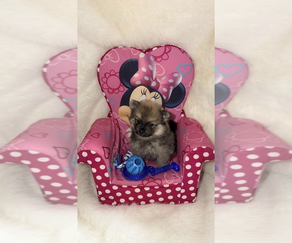 Medium Photo #3 Pomeranian Puppy For Sale in JOLIET, IL, USA