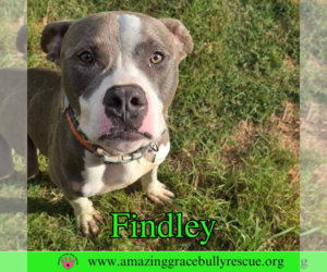 American Bulldog-Unknown Mix Dogs for adoption in Pensacola, FL, USA