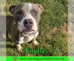 Small American Bulldog Mix