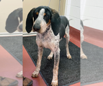 Small Photo #2 Bluetick Coonhound Puppy For Sale in Westminster, MD, USA