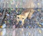 Small American Pit Bull Terrier