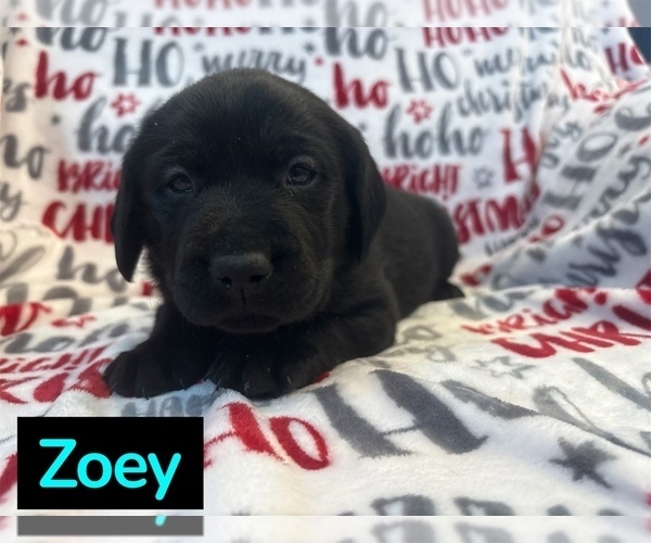 Medium Photo #9 Labrador Retriever Puppy For Sale in FAYETTEVILLE, OH, USA