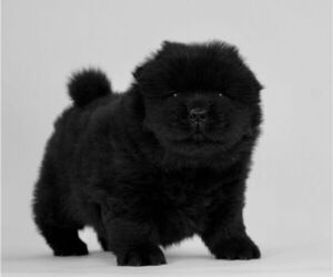 Medium Chow Chow