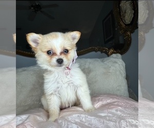 Chihuahua Puppy for sale in CHARLOTTE, NC, USA