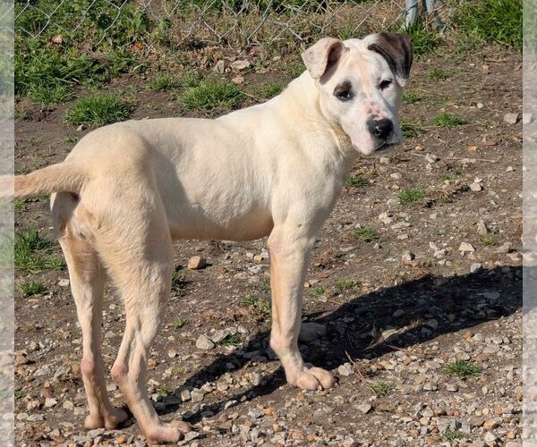 Medium Photo #2 American Bulldog-Unknown Mix Puppy For Sale in Anniston, AL, USA