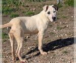 Small #1 American Bulldog Mix