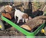 Puppy Puppy 3 German Shorthaired Pointer