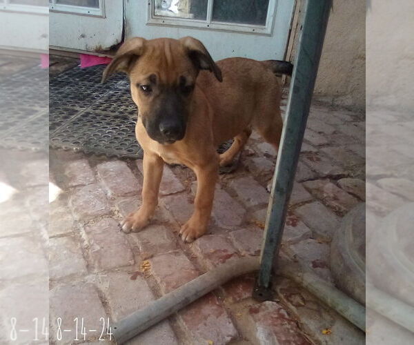 Medium Photo #9 Mutt Puppy For Sale in Apple Valley, CA, USA