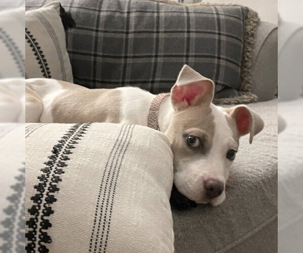 Medium Photo #3 American Pit Bull Terrier-Unknown Mix Puppy For Sale in Andover, MN, USA