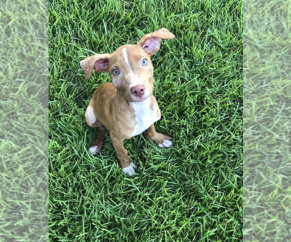Medium Photo #38 American Pit Bull Terrier-Blue Lacy Mix Puppy For Sale in Rockaway, NJ, USA