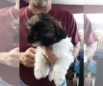 Small Photo #3 Zuchon Puppy For Sale in SPRING GROVE, PA, USA