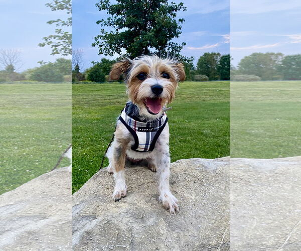 Medium Photo #7 Mutt Puppy For Sale in Allentown,, PA, USA