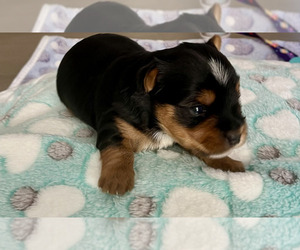 Yorkshire Terrier Puppy for sale in EUSTIS, FL, USA