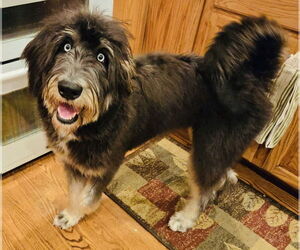 Siberian Husky-Unknown Mix Dogs for adoption in Mundelein, IL, USA