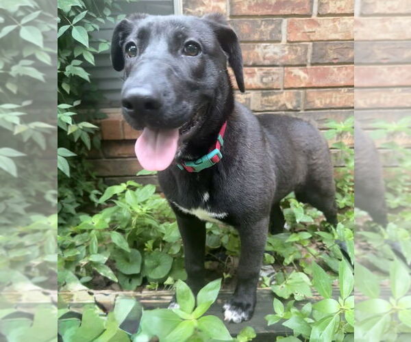 Medium Photo #43 Labrador Retriever-Unknown Mix Puppy For Sale in OKLAHOMA CITY, OK, USA
