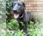 Small #42 Labrador Retriever Mix