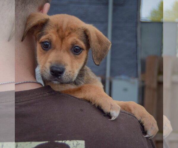 Medium Photo #4 American Staffordshire Terrier-German Shepherd Dog Mix Puppy For Sale in Huntley, IL, USA