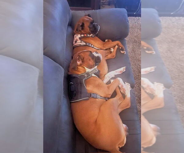 Medium Photo #4 Boxer Puppy For Sale in Woodbury, MN, USA