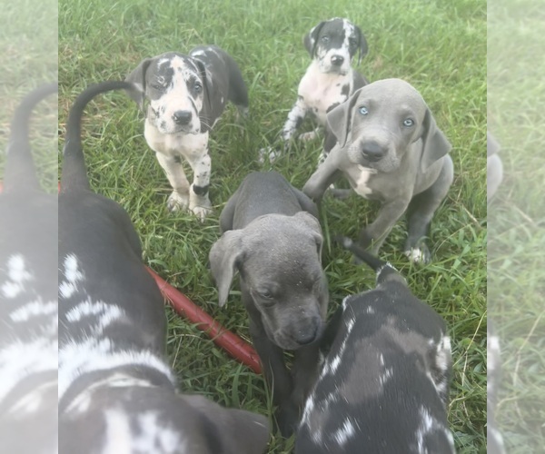 Medium Photo #10 Great Dane Puppy For Sale in CLANTON, AL, USA