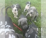 Small #9 Great Dane