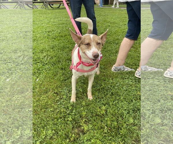 Medium Photo #2 American Pit Bull Terrier-Unknown Mix Puppy For Sale in Oakhurst, NJ, USA