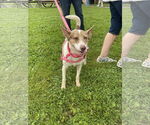 Small Photo #2 American Pit Bull Terrier-Unknown Mix Puppy For Sale in Oakhurst, NJ, USA