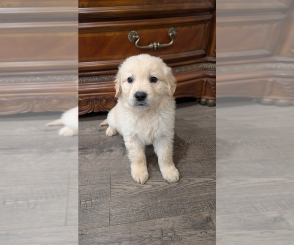 Medium Photo #6 Golden Retriever Puppy For Sale in ELVERTA, CA, USA