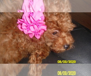 Poodle (Toy) Puppy for sale in DULUTH, GA, USA