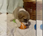 Small #6 Mutt
